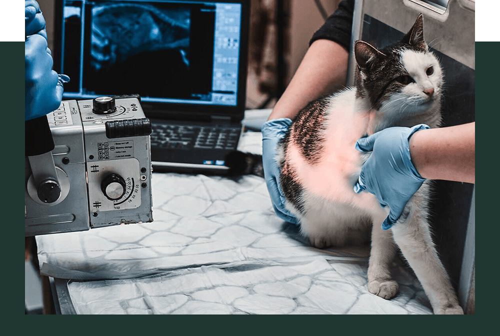 Cat Imaging Gradient