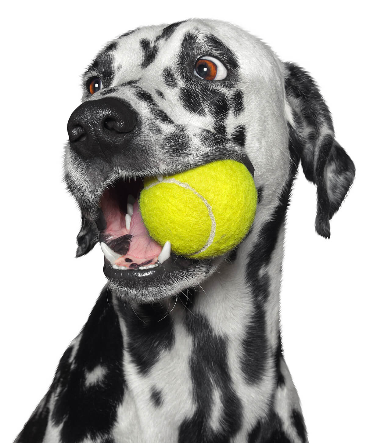 dalmatian dog holding tennis ball