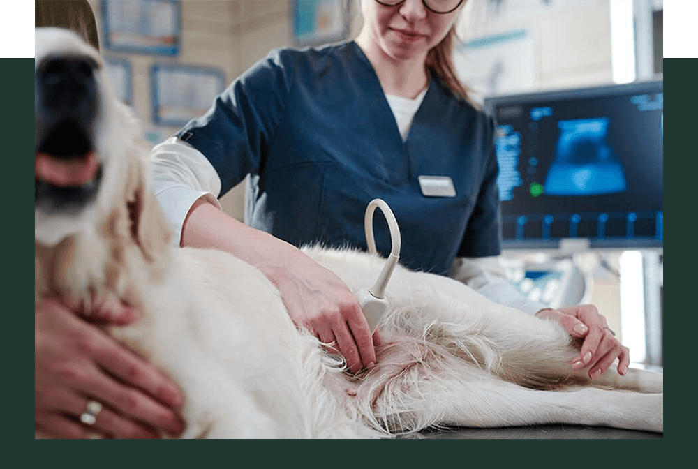 Dog Ultrasound Gradient