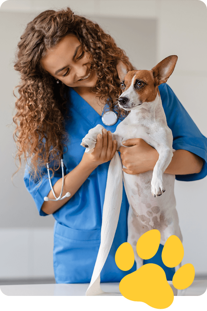 female vet in scrubs holding small white and brown terrier