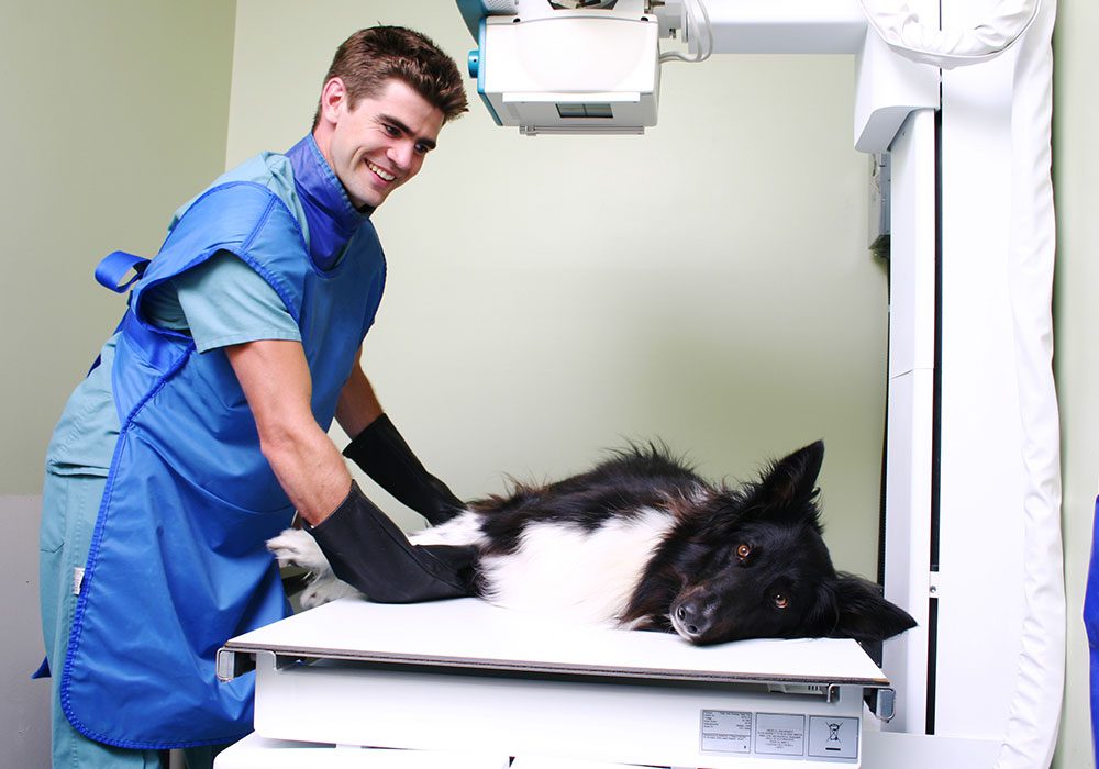 male technician wearing lead gloves and apron smiling while gently holding dog on table for x-ray