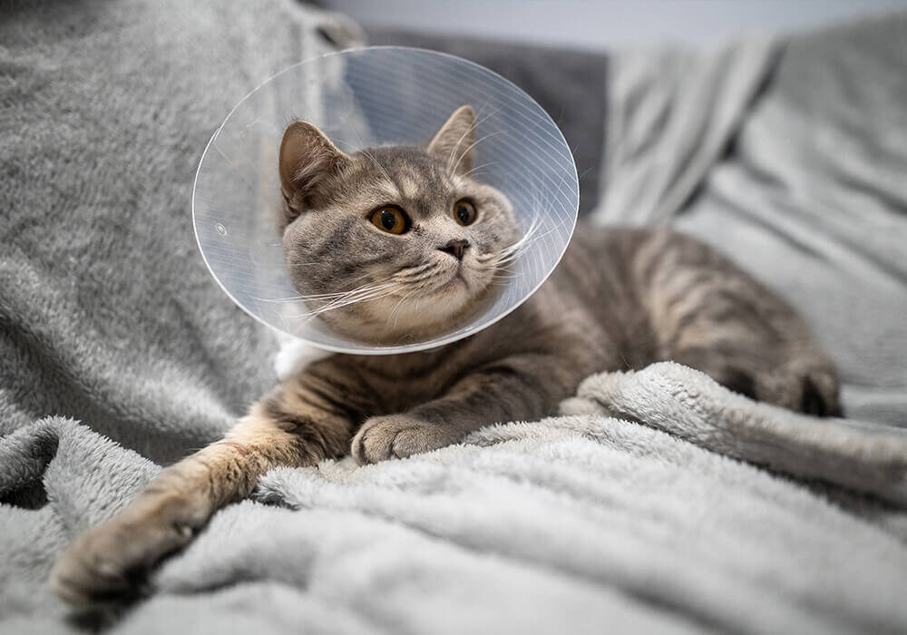 gray cat in surgical cone