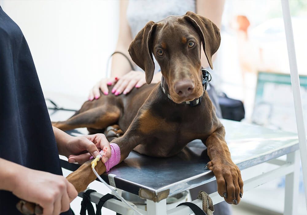 large brown dog getting IV