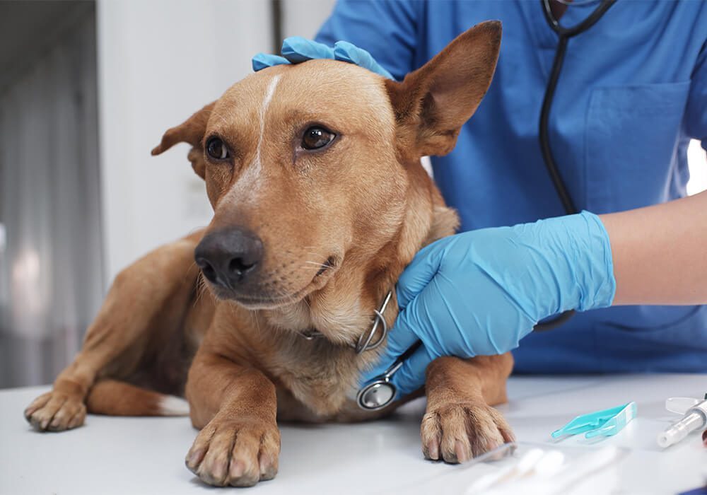 vet examining brown dog with stethoscope