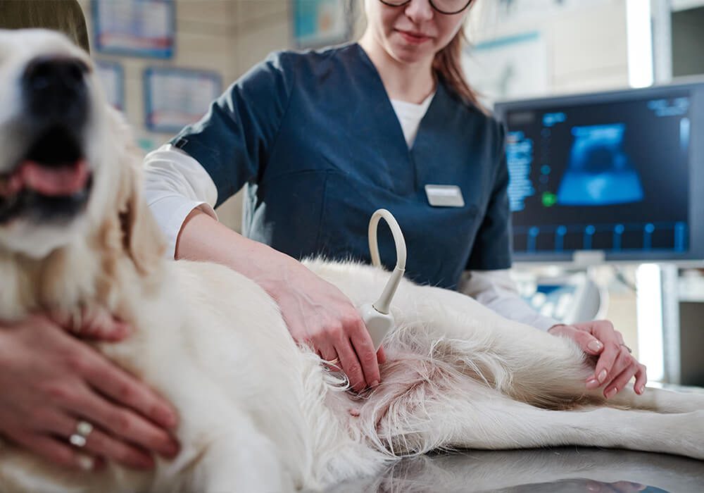 closeup of large dog getting ultrasound