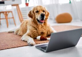Golden Retriever Looking At Laptop On Floor