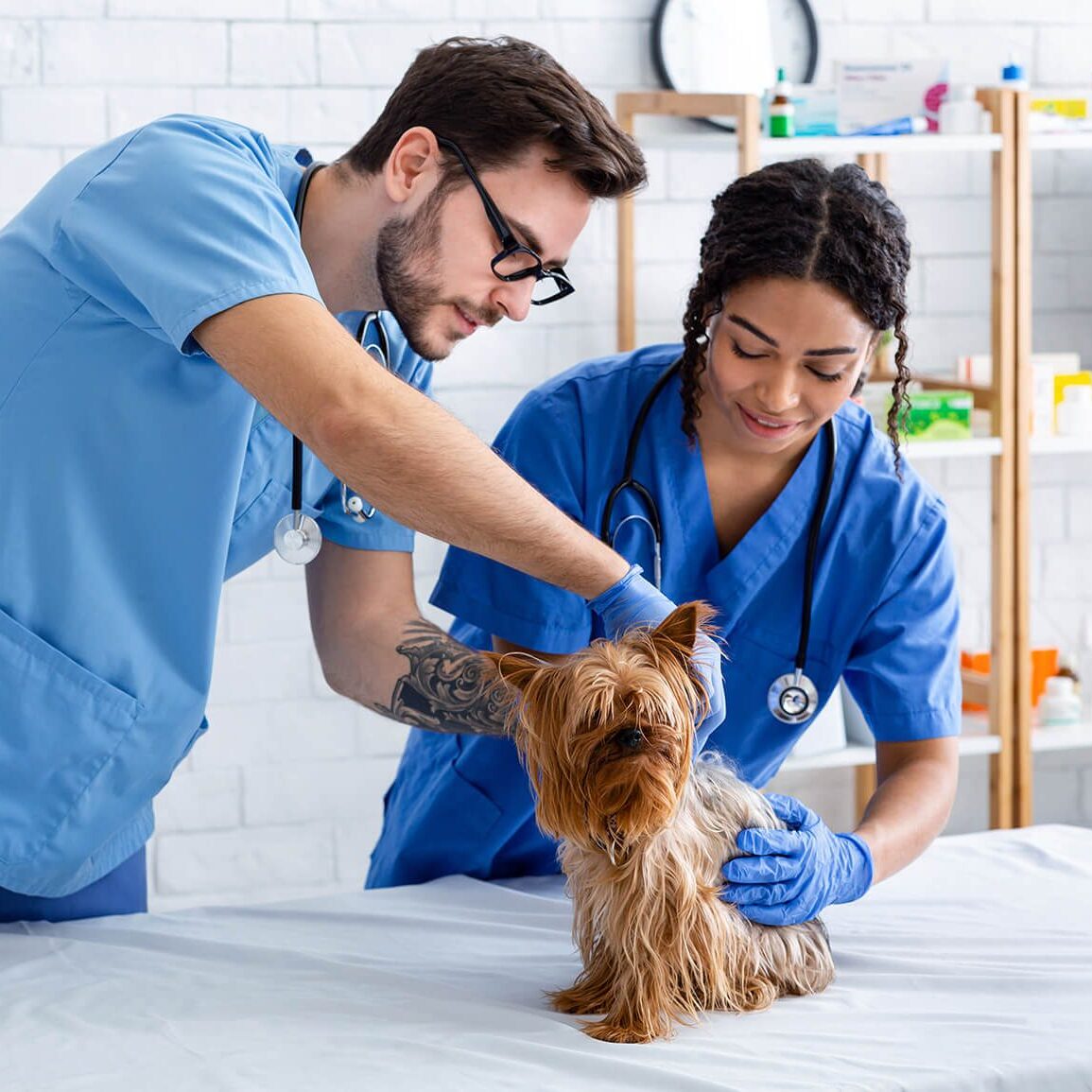 two vets examining a yorkie dog